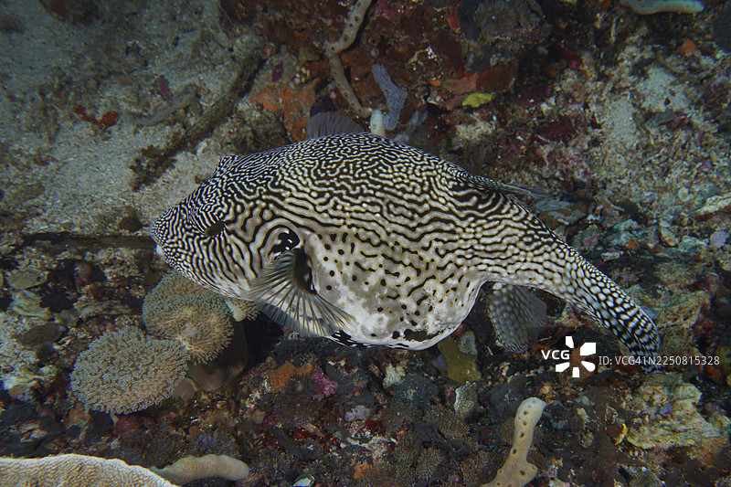 一条大型斑纹河豚，地图河豚（Arothron mapa），黑白配色，在海底上方游动。地点：SD潜水点，金银岛，努沙佩尼达，巴厘岛，印度尼西亚。图片素材