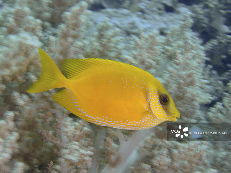 一条亮黄色的印度珊瑚兔鱼（Siganus corallinus）在浅色珊瑚附近游动。地点：印尼巴厘岛佩穆特兰的“近距离接触”潜点。图片素材