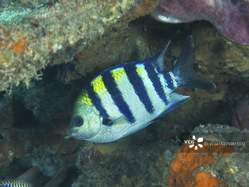 一条条纹的印度太平洋海鲹(Abudefduf vaigiensis),具有蓝黄色,在珊瑚附近游动。地点:Close Encounters 潜水点,佩穆特兰,巴厘岛,印度尼西亚图片素材