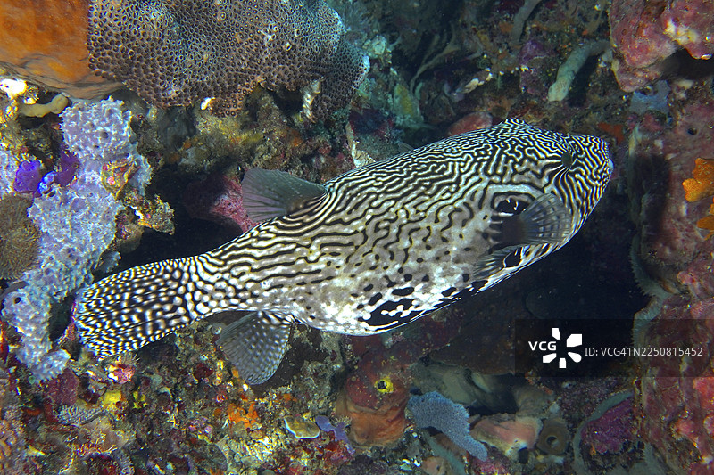 一条黑白斑纹的河豚鱼（Arothron mapa）在色彩斑斓的珊瑚附近游动。地点：印度尼西亚巴厘岛努沙佩尼达努沙切宁安的SD潜水点。图片素材