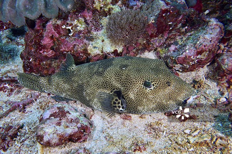 一只河豚（学名：Arothron stellatus）很好地伪装在沙质的海底上。地点：印度尼西亚努沙佩尼达岛努沙西宁安岛的托亚帕凯潜水点。图片素材