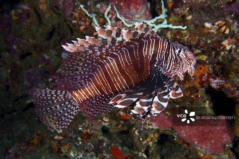 太平洋狮子鱼(Pterois volitans)在努沙佩尼达岛努沙珍尼达岛 Toyapakeh 潜水点,巴厘岛,印度尼西亚,在珊瑚礁间游弋,身上饰有引人注目的条纹图案。图片素材
