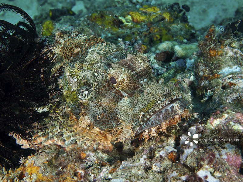伪装极好的巴布亚石鱼（Scorpaenopsis papuensis）藏身于珊瑚礁中，位于印度尼西亚巴厘岛佩尼亚帕兰的双礁潜水点。图片素材