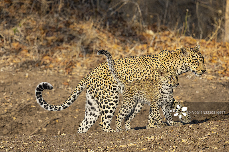 赞比亚，豹（Panthera pardus）雌性与四个月大的幼崽图片素材