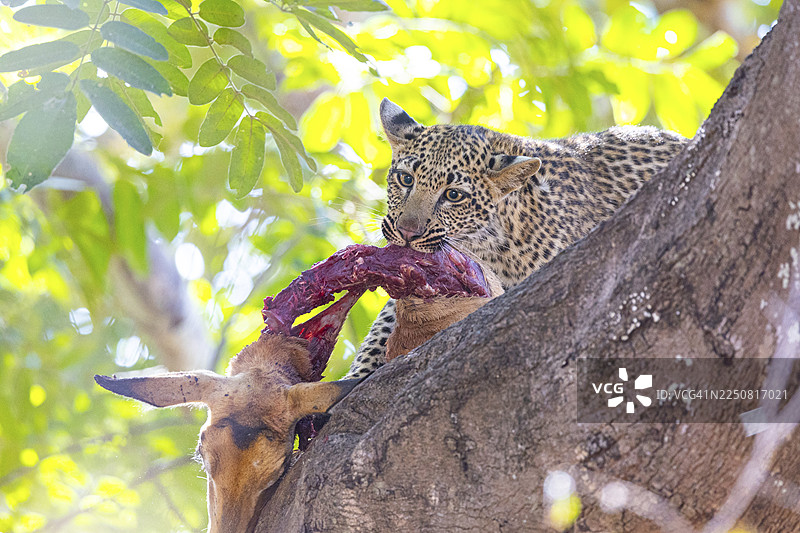 雄性豹（豹属）在赞比亚捕食羚羊幼崽图片素材