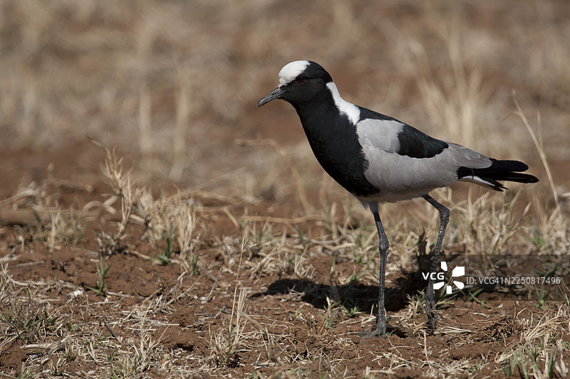 黑翅膀的麦鸟 - 距翅麦鸡 - 南非图片素材