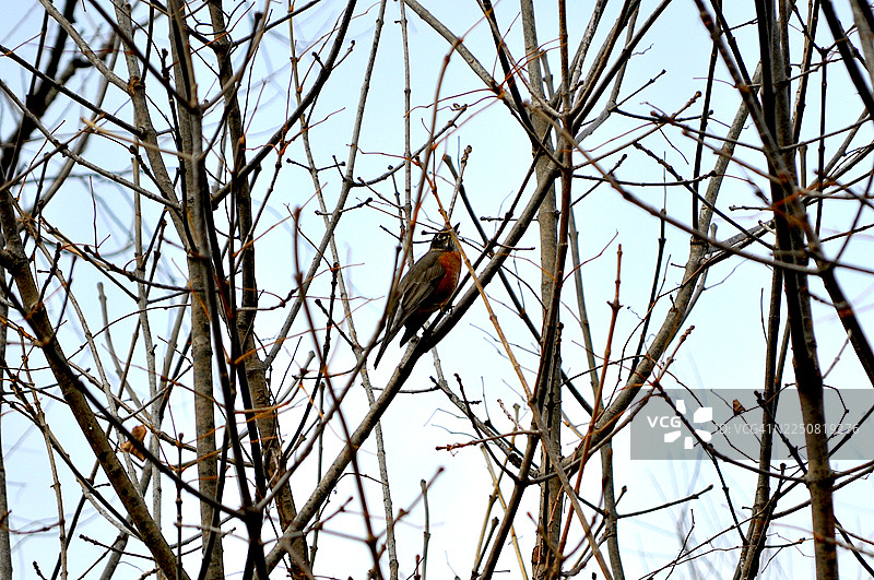 美洲知更鸟图片素材