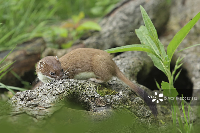 白鼬（学名：Mustela erminea），一种大型的鼬科动物图片素材