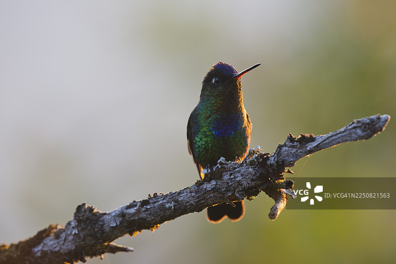 火喉蜂鸟 (Panterpe insignis)，洛斯奎特萨莱斯国家公园，哥斯达黎加图片素材