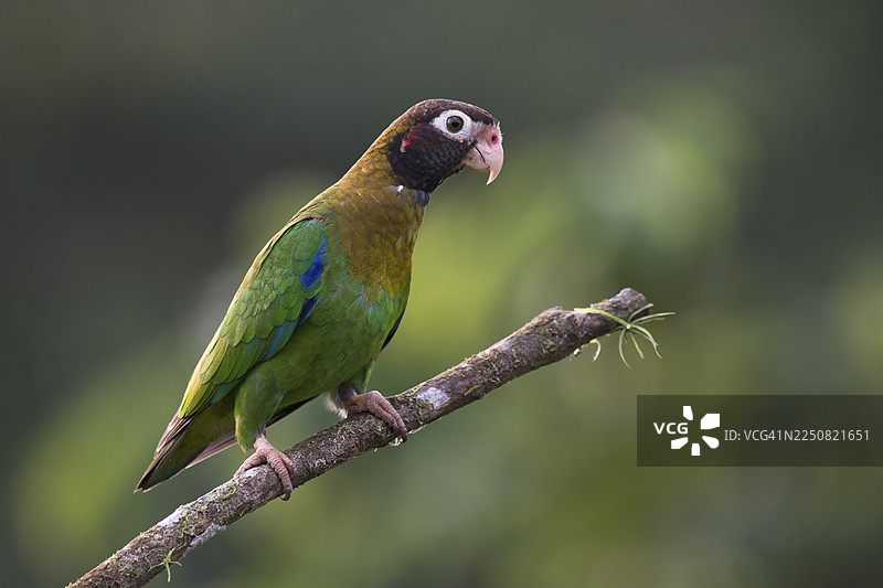灰颊鹦鹉（Pyrilia haematotis），哥斯达黎加图片素材
