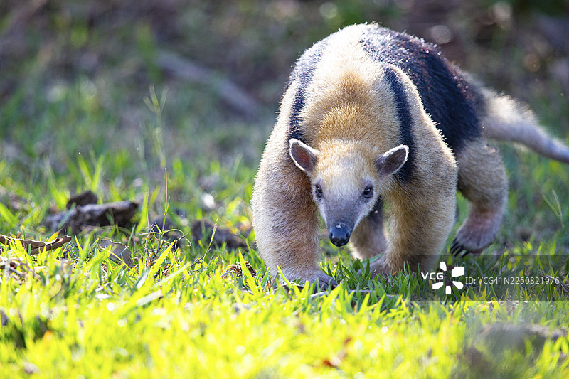 南美大食蚁兽（Tamandua tetradactyla） 巴西潘塔纳尔湿地图片素材