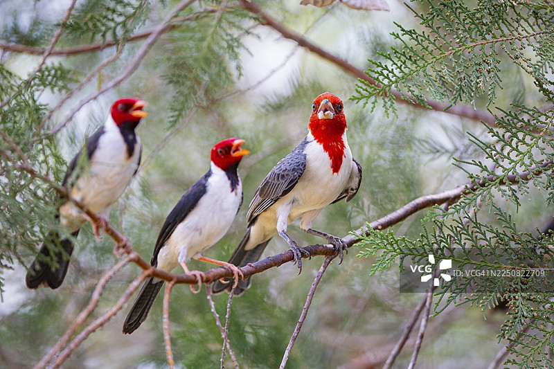 红冠裸鼻雀 (Paroaria coronata) 巴西潘塔纳尔湿地图片素材