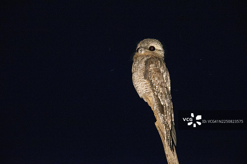 大巨嘴鸟（Nyctibius grandis）巴西潘塔纳尔图片素材