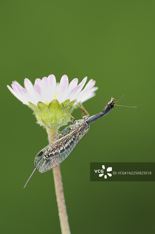 长颈蝇（Raphidia mediterranea），雌性，在雏菊（Bellis perennis）的花上，法国南部普罗旺斯图片素材