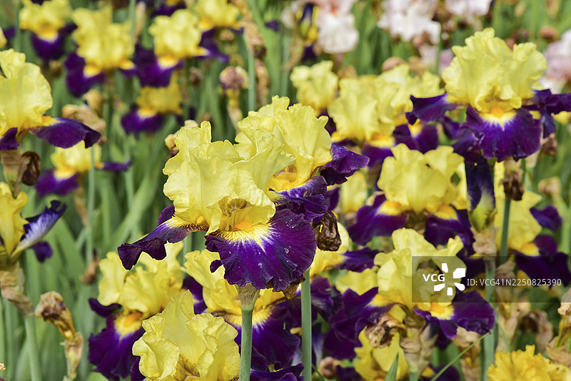 法国阿尔代什省拉尔纳斯附近鸢尾花田中的鸢尾花图片素材