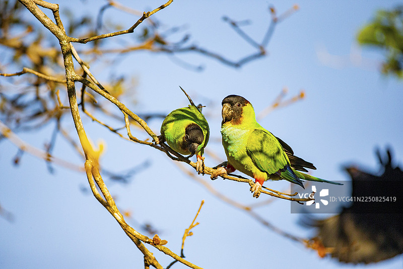 南达鹦鹉 (Aratinga nanday) 巴西潘塔纳尔图片素材