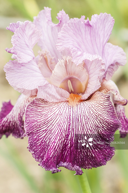 花园里盛开的色彩斑斓的鸢尾花。特写，展现脆弱与夏日意境。图片素材