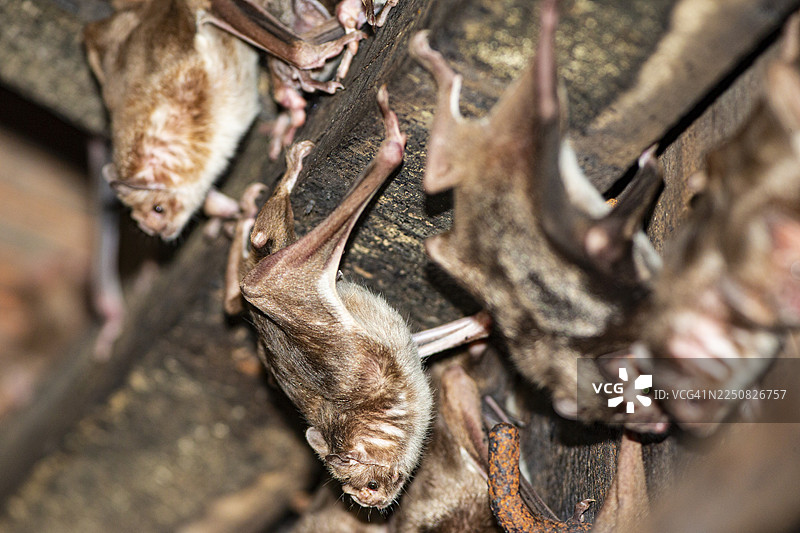 普通吸血蝠（Desmodus rotundus） 巴西潘塔纳尔图片素材