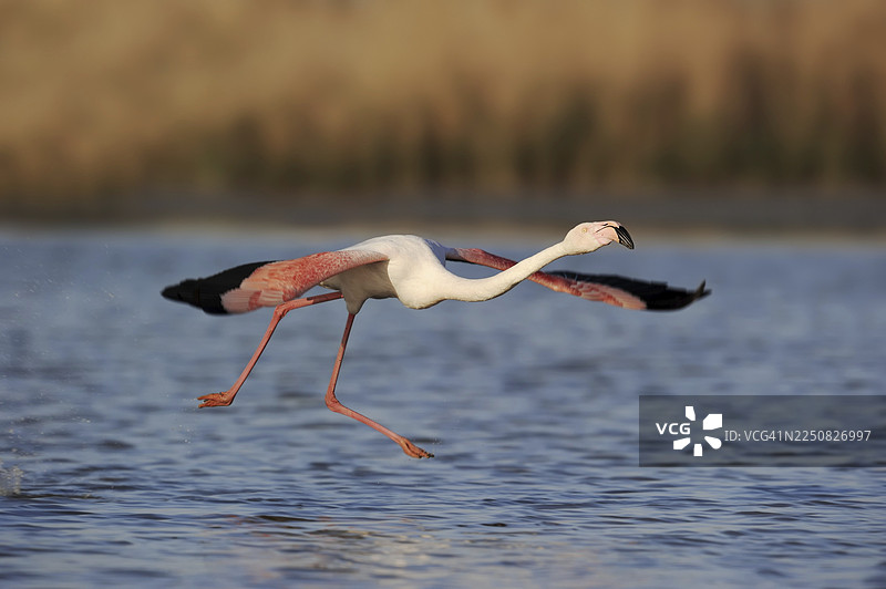 大红鹳（Phoenicopterus roseus）起飞，法国南部普罗旺斯卡马格图片素材