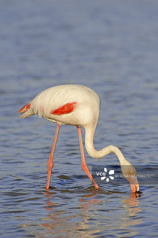 大红鹳（Phoenicopterus roseus）在法国南部普罗旺斯卡马格地区觅食图片素材