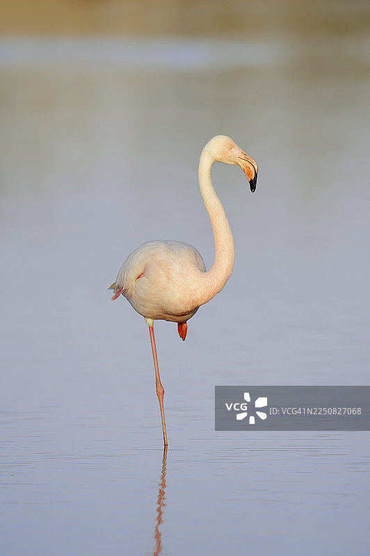 大红鹳（Phoenicopterus roseus），法国南部普罗旺斯卡马格图片素材