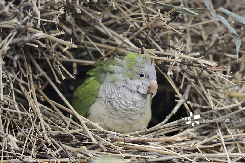 和尚鹦鹉（Myiopsitta monachus）在巢中，圈养，原产于南美洲图片素材