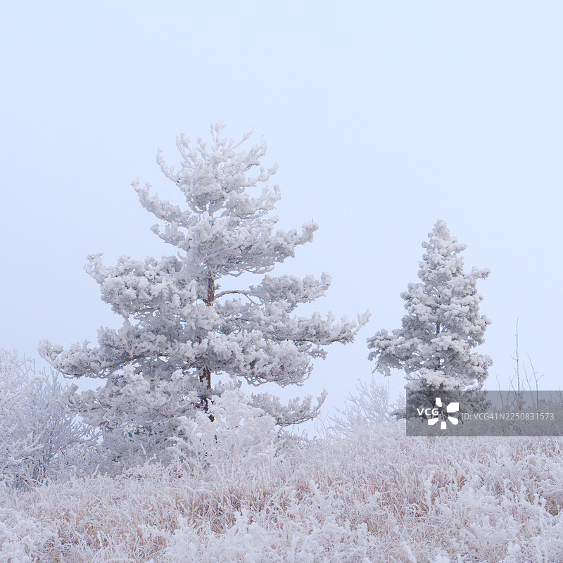 冬季景象，有树木和雾凇图片素材