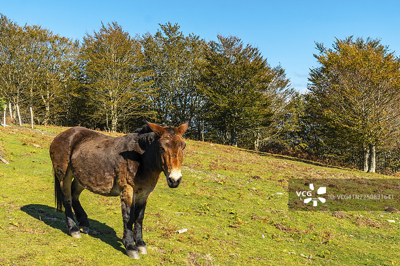 伊苏山上的自由奔放的马匹，位于巴斯克地区的阿提库特萨自然公园图片素材