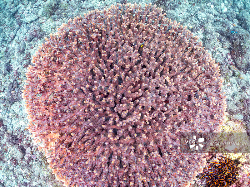 斑纹蝴蝶鱼 Chaetodon trifascialis、网纹圆鳞鲹 Dascyllus reticulatus、三斑圆鳞鲹 Dascyllus trimaculatus 幼鱼，珊瑚白化困扰，鹿角珊瑚 Acropora Solitaryensis 等。鱼群。 Hirizo 海滩，Nakagi图片素材