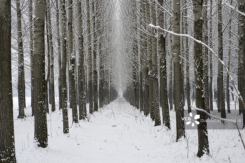 瑞士冬季有树和雪的小巷图片素材