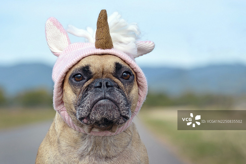一只可爱的法国斗牛犬，戴着粉色针织独角兽帽子，装扮成万圣节服装。图片素材