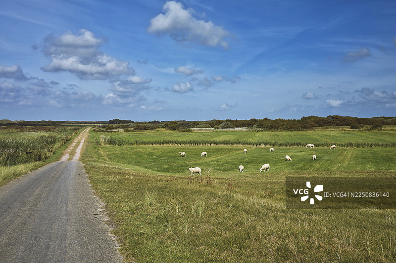 荷兰泰瑟尔岛上自然保护区的景色，一条道路穿过草地，羊群在蓝色的夏日天空下自由觅食。图片素材