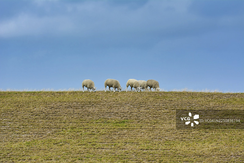荷兰特塞尔岛的特塞尔羊在蓝色夏日天空下的堤坝上吃草图片素材