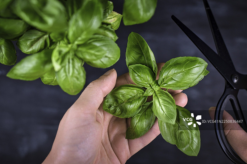 俯视视角，在深色背景上，手持一小束罗勒和一把剪刀，正在修剪新鲜的罗勒叶图片素材