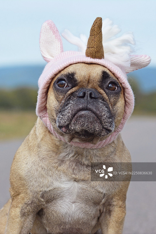 一只可爱的法国斗牛犬，戴着粉色针织独角兽帽子，装扮成万圣节造型图片素材