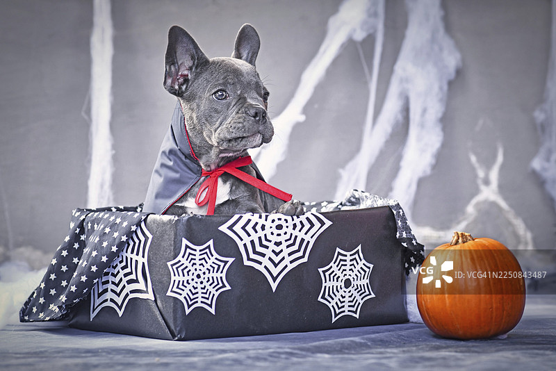 一只穿着吸血鬼斗篷服装的年轻蓝色法国斗牛犬，坐在一盒万圣节装饰的南瓜和蜘蛛网中间。图片素材