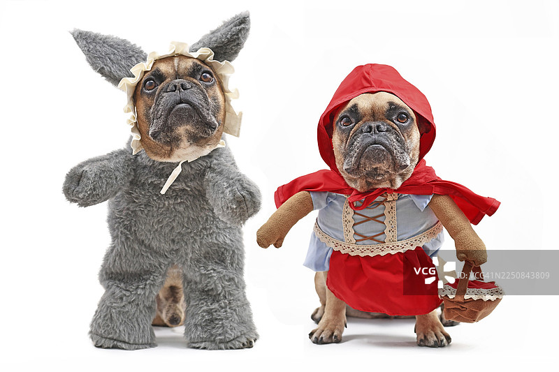 两只法国斗牛犬打扮成童话人物小红帽和坏狼，穿着全身狗万圣节服装，带有假手臂，在白色背景上孤立。图片素材