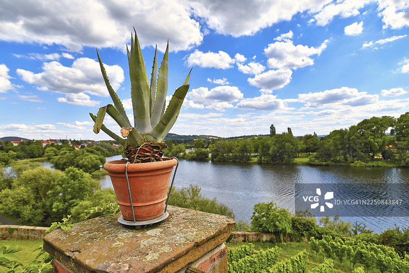 位于德国阿沙芬堡市罗马别墅（庞贝别墅）复制品的地中海花园角落的芦荟植物，可俯瞰美因河图片素材