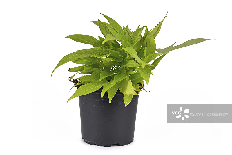 浅绿色 'Sweet Caroline' 番薯（甘薯）观赏藤本植物，孤立在白色背景上图片素材