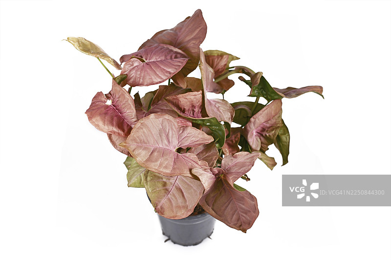 粉绿色箭形叶的泰国万年青‘霓虹罗布斯塔’室内植物，孤立在白色背景上图片素材