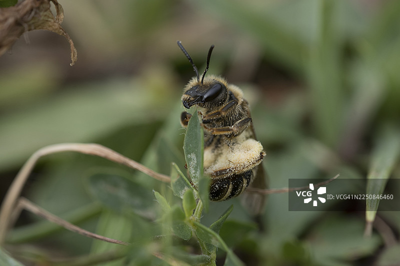 瑞士索洛图恩，一只汗蜂（Halictus）静止不动-171815图片素材