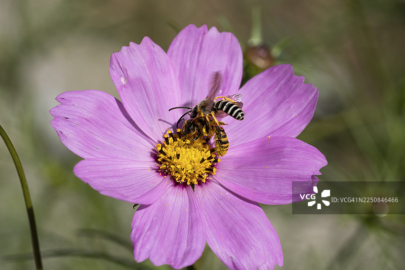 黄纹条腹蜂（Halictus scabiosa）雄蜂飞向雌蜂，在中国风铃草（Anemone hupehensis）旁，瑞士索洛图恩 - 173543-3图片素材