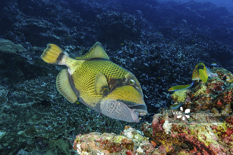 巨齿苏眉鱼展示其牙齿，啃食石珊瑚，泰坦苏眉鱼 (Balistoides viridescens)，印度洋-太平洋海域图片素材