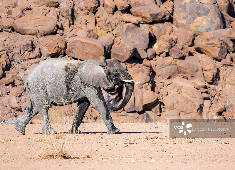 非洲象（Loxodonta africana）幼崽，沙漠象，在纳米比亚库内内地区乌加布河附近图片素材
