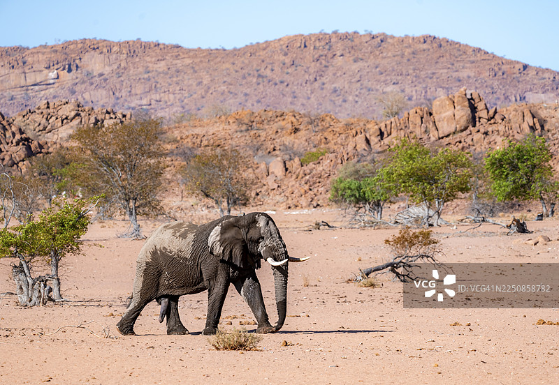 非洲象（Loxodonta africana），沙漠中的沙漠象，成年雄象，乌加布河河床，埃龙戈地区达马拉兰，纳米比亚图片素材