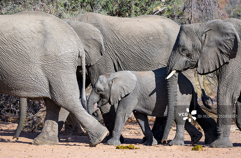 象群中的年幼非洲象（Loxodonta africana），又称沙漠象，位于纳米比亚库内内地区达马拉兰乌加布河附近图片素材