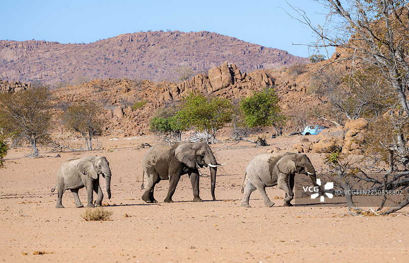 三头非洲象（Loxodonta africana），沙漠象，乌加布河河床，达马拉兰，埃龙戈，纳米比亚图片素材