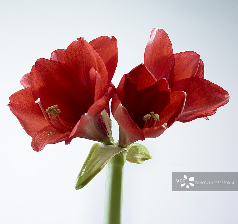 朱顶红 (Hippeastrum striatum) 花朵图片素材