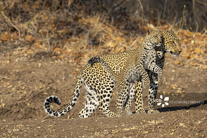 赞比亚，雌性豹（豹属）与四个月大的幼崽图片素材