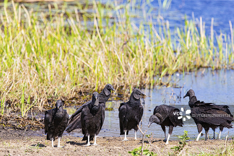 黑兀鹫（Coragyps atratus）巴西潘塔纳尔湿地图片素材